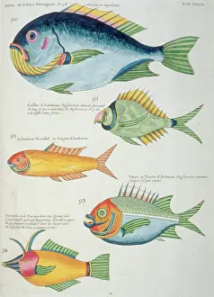Renard: Colourful illustration of five fish