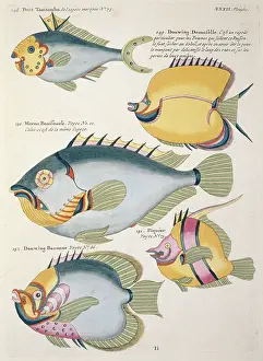 Renard: Colourful illustration of five fish