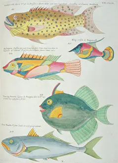 Renard: Colourful illustration of five fish
