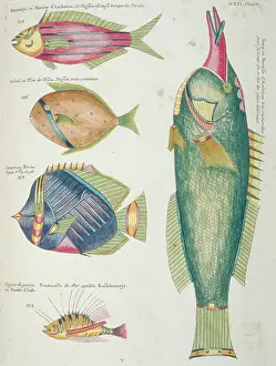 Renard: Colourful illustration of five fish