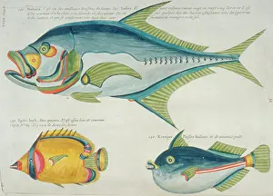 Spiky: Colourful illustration of three fish