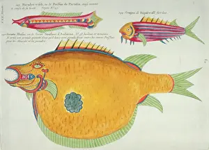 Perciform: Colourful illustration of three fish