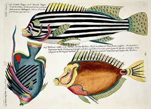 Spiky: Colourful illustration of three fish