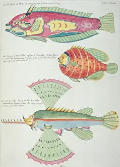 Renard: Colourful illustration of three fish