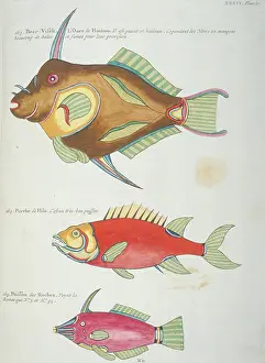 Renard: Colourful illustration of three fish