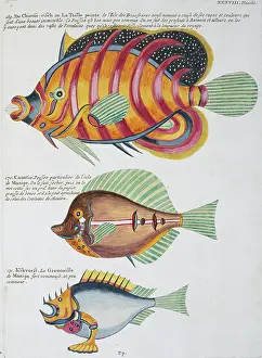 Spiky: Colourful illustration of three fish