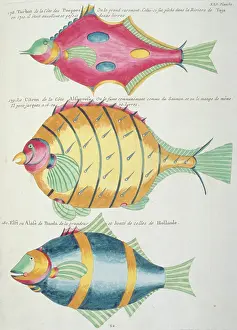 Renard: Colourful illustration of three fish