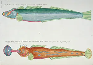 Renard: Colourful illustration of two fish