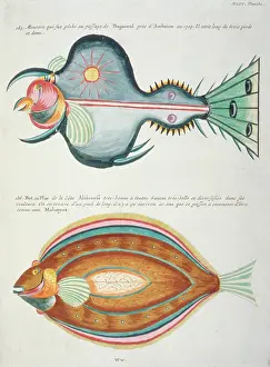 Renard: Colourful illustration of two fish