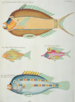 Renard: Colourful illustration of four fish