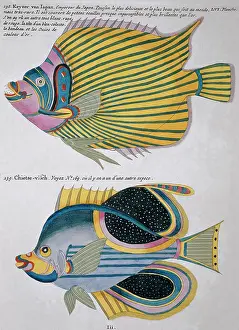 Renard: Colourful illustration of two fish