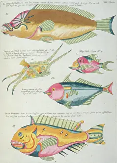 Renard: Colourful illustration of five fish
