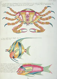 Renard: Colourful illustration of two fish and a crab