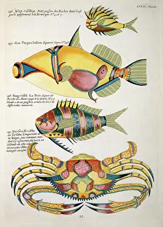 Spiky: Colourful illustration of three fish and a crab