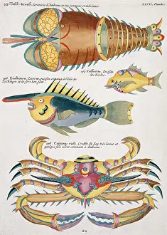 Spiky: Colourful illustration of two fish, a crab and a crayfish