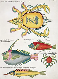 Renard: Colourful illustration of three fish and two crabs