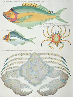 Renard: Colourful illustration of two fish and two crabs