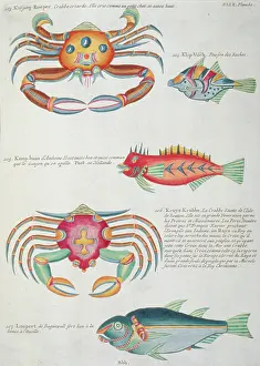 Renard: Colourful illustration of three fish and two crabs
