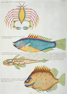 Renard: Colourful illustration of three fish and a crabs