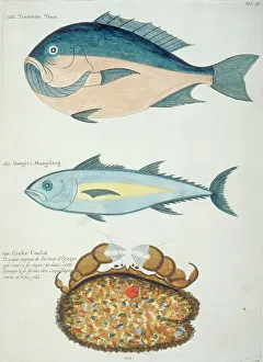 Decapod: Colourful illustration of two fish and a crustacean