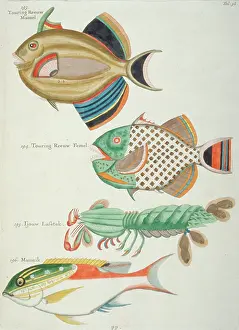 Decapod: Colourful illustration of three fish and a crustacean