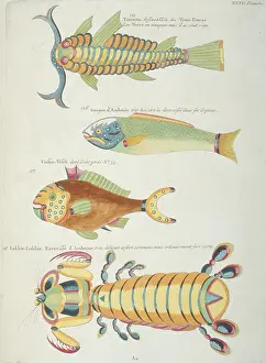 Renard: Colourful illustration of three fish and a crustacean