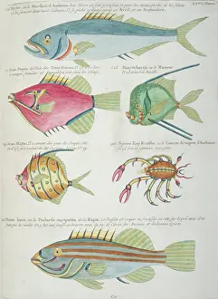 Renard: Colourful illustration of five fish and a crustacean