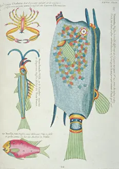 Renard: Colourful illustration of three fish and a crustacean