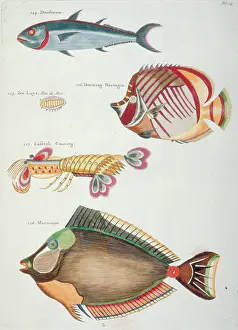 Renard: Colourful illustration of three fish and two crustaceans