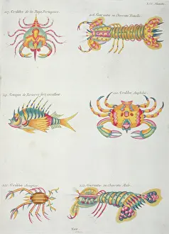 Lobster: Colourful illustration of a fish and five crustaceans