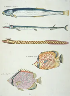 Renard: Colourful illustration of four fish and an eel