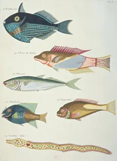 Renard: Colourful illustration of four fish and an eel