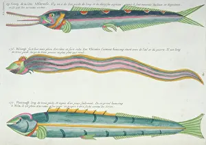 Renard: Colourful illustration of two fish and an eel