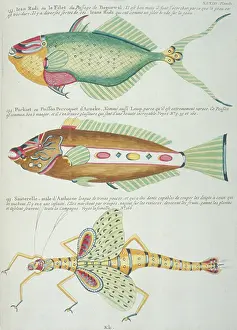 Grasshopper: Colourful illustration of two fish and a grasshopper