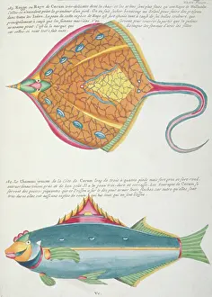 Batoidea: Colourful illustration of a fish and a ray
