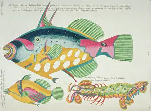 Renard: Colourful illustration of two fish and a stomatopod