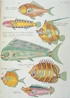 Renard: Colourful illustration of seven fish