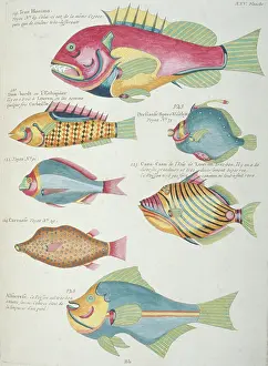 Renard: Colourful illustration of seven fish