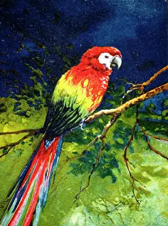 Parrots: A colourful parrot