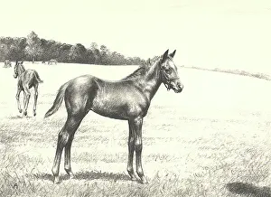 Equines: Colt in Meadow