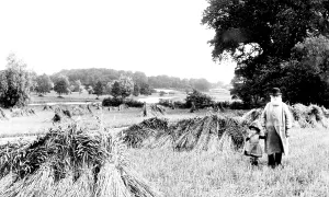 Coltishall: Coltishall, a Cornfield 1902
