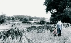 Coltishall: Coltishall, a Cornfield 1902