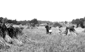 Coltishall: Coltishall, a Cornfield 1902