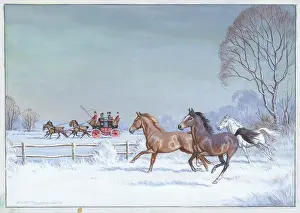 Colts: Three colts in a field