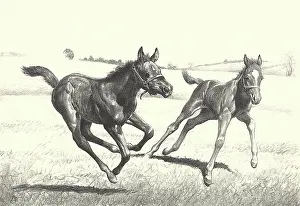 Equines: Colts in a Meadow