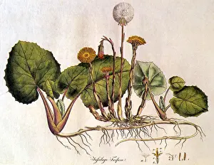 Spice: Coltsfoot, Tussilago farfar