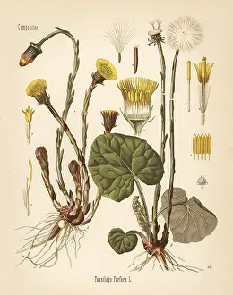 Tussilago: Coltsfoot, Tussilago farfara