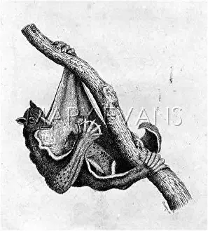 Colloquially: COLUGO FRUIT BAT