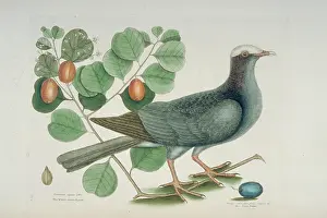 Catesby: Columba leucocephala, white-crowned pigeon