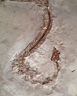 Ophidia: Columber kargi